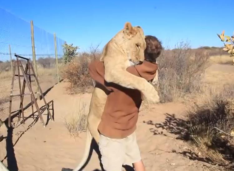 Botswana, lo struggente abbraccio della leonessa al suo amico Valentin /VIDEO