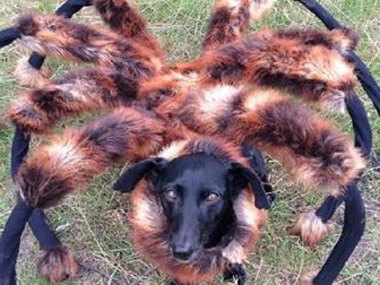 Cane-ragno gigante 'terrorizza' i passanti