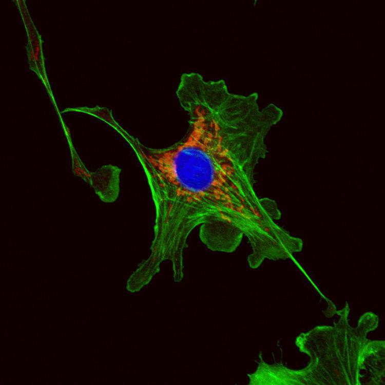 Nella foto, il modello di cellula creato dagli scienziati della Technische Universität di Monaco