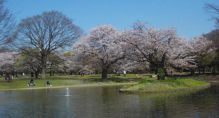 Allarme Dengue a Tokyo, chiuso il celebre parco dei ciliegi