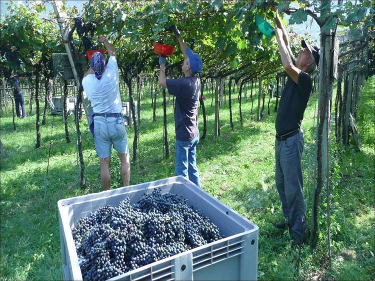 Toscana: Consorzio Nobile Montepulciano, regione protegga viticoltura