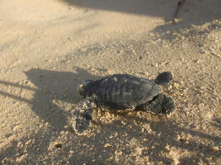 Salerno, nate 108 tartarughe Caretta Caretta sulla spiaggia di Pollica