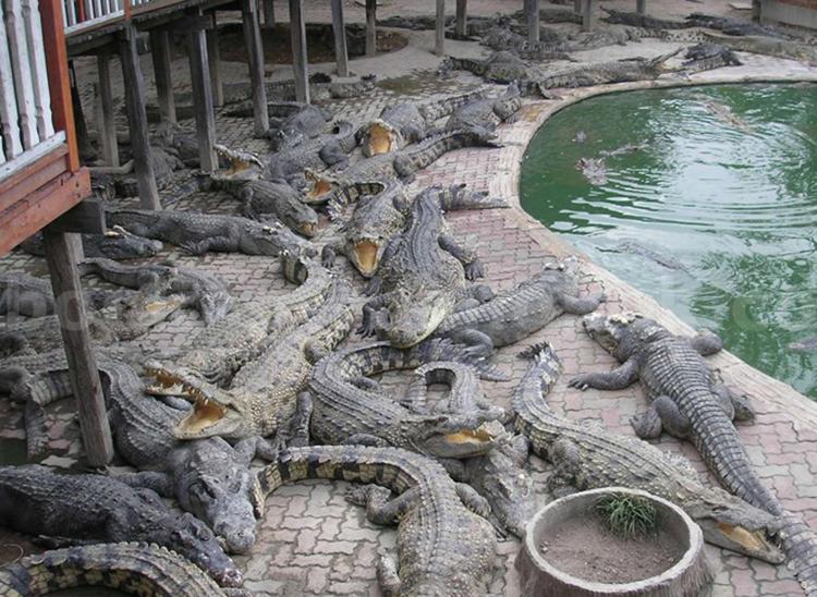 Si toglie le scarpe e si tuffa nella vasca piena di coccodrilli, donna suicida allo zoo di Bangkok