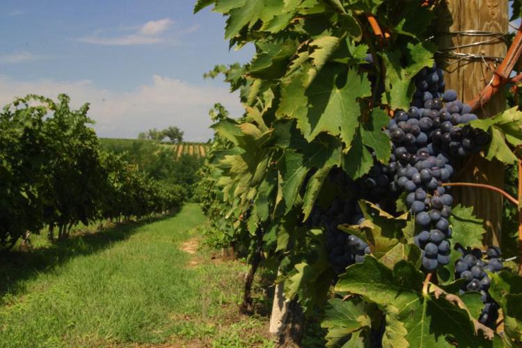 Vino: in Alto Adige menzione 'vigna' diventa 'cru' del territorio