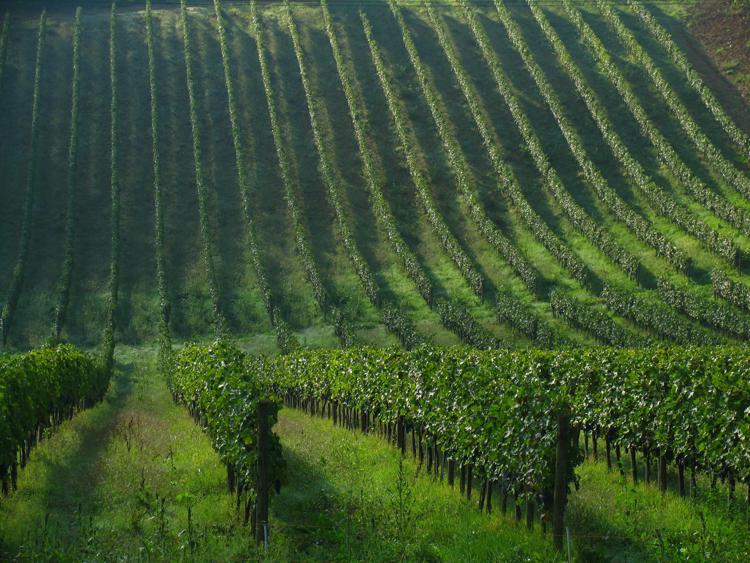 Vino: Periti agrari, produzioni di qualità per territorio sostenibile