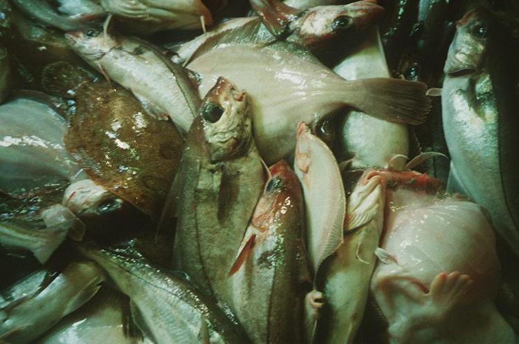 Alimenti: solo il 30% del pescato finisce nel piatto
