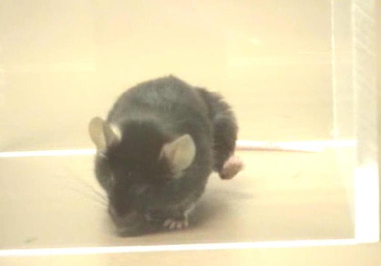 Nella foto, uno dei topini protagonisti dell'esperimento, filmato nel momento della 'grattatina' 