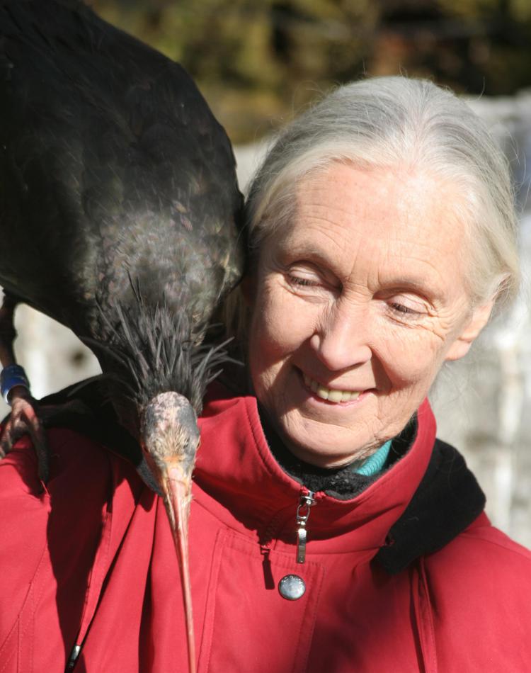 la primatologa Jane Goodall con  un Ibis