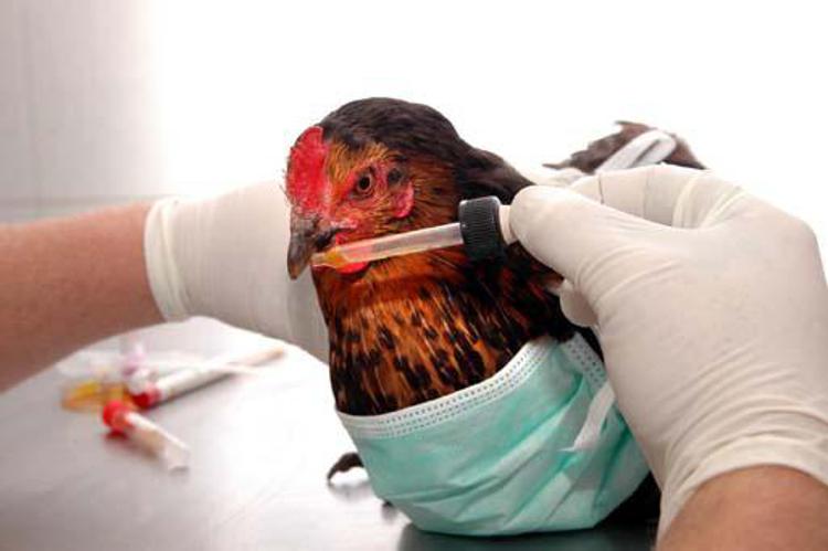 Egitto: donna muore per influenza aviaria, secondo caso in un anno