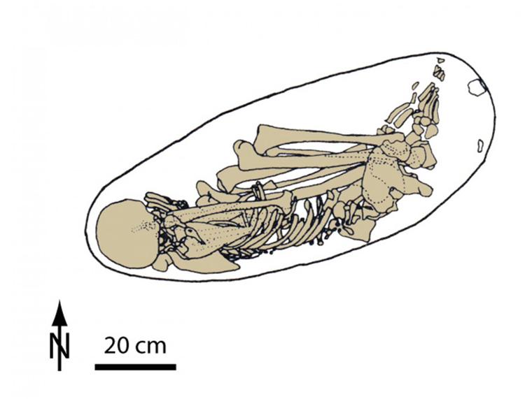 Nella foto, il disegno dello scheletro di Kostenki realizzato da Philip Nigst, Università di Cambridge