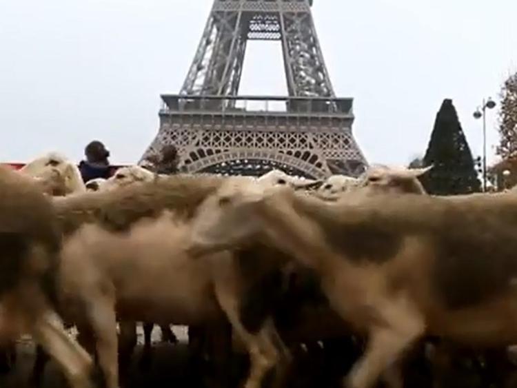 Francia: pastori e pecore sotto la Tour Eiffel per manifestare contro i lupi