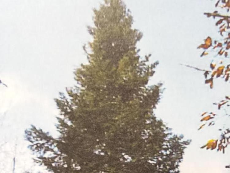 L'albero di Natale  che sarà collocato in piazza San Pietro