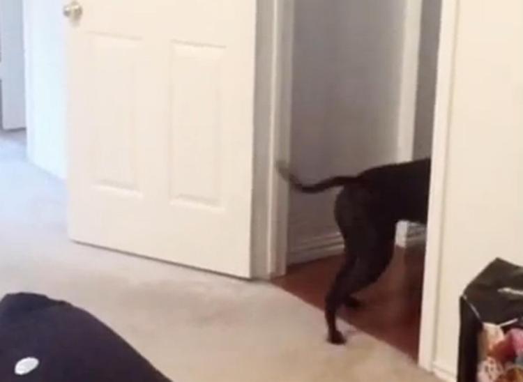 La paura per le porte di 'Queso', il Pit Bull che entra nella stanza in retromarcia /VIDEO