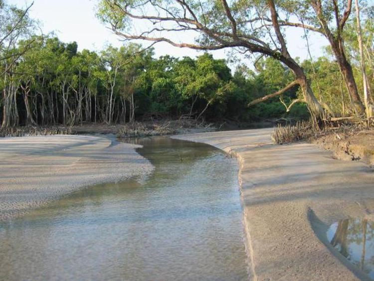 Bangladesh: affonda cargo con greggio, mangrovie a rischio