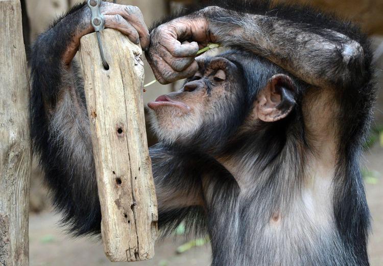 Scimpanzè (Foto Infophoto)