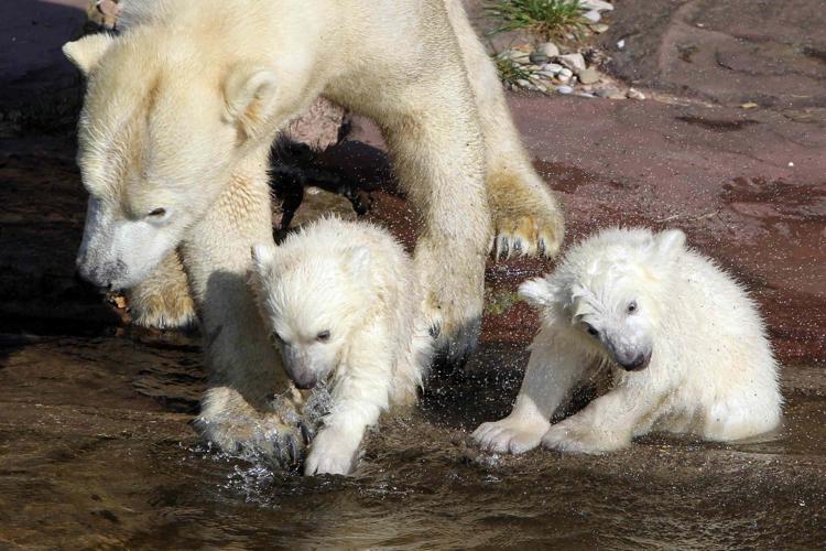 Animali: orsetto Knut morì per rara malattia autoimmunitaria