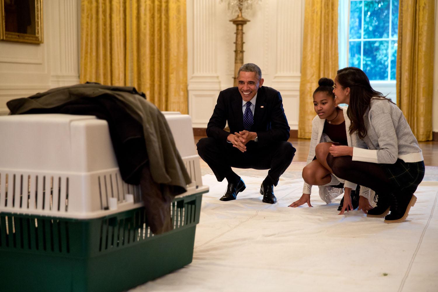 Obama e le figlie guardano uno dei tacchini che stanno per essere graziati per Thanksgiving il 26 novembre 2014