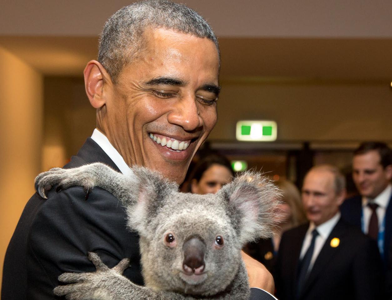 Obama tiene in braccio un koala al summit del G20 a Brisbane il 15 novembre 2014
