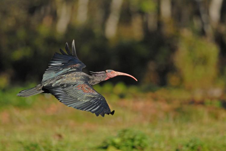 Animali: caccia illegale in Toscana minaccia Ibis eremita