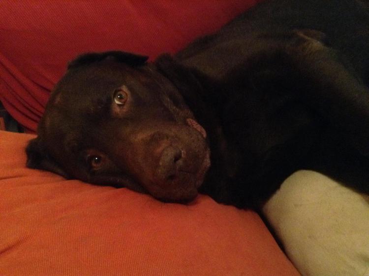 Tumori: 'pet therapy' online, su Fb foto di cani per ragazzo in ospedale