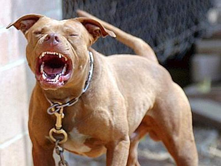 Ragusa: pitbull morde bimba di 18 mesi, padrone si barrica in casa