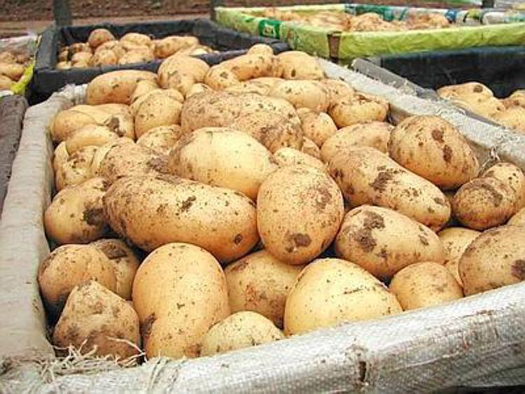 Agroalimentare: il report, qualità non solleva consumi patata italiana