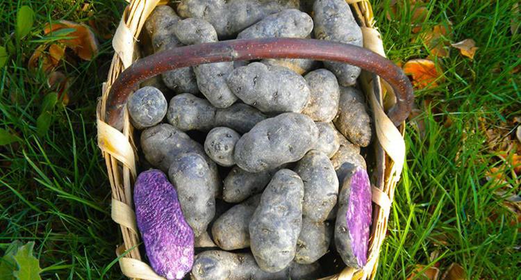 Agroalimentare: il produttore, patata viola doc per gnocchi e purè