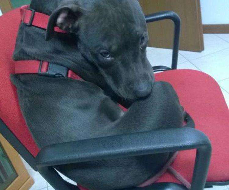 Bologna: reclama cane ma era stato rubato, denunciato