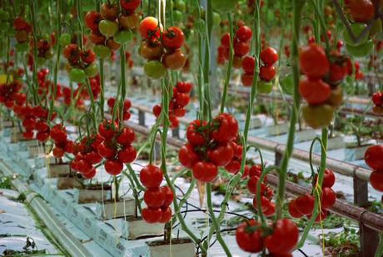 Dall'America all'Europa: storia del pomodoro, il re della dieta mediterranea