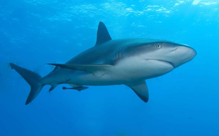 Australia: nuovo attacco di squalo su costa orientale, è emergenza