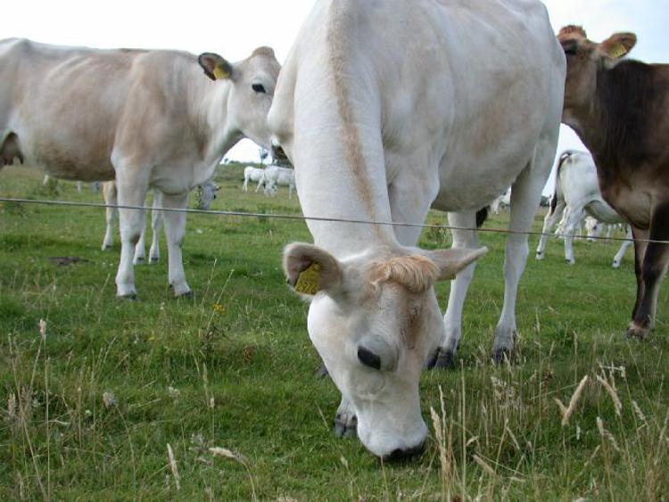 Farmaci illeciti ai bovini per produrre più latte, maxi blitz dei Nas in Nord Italia