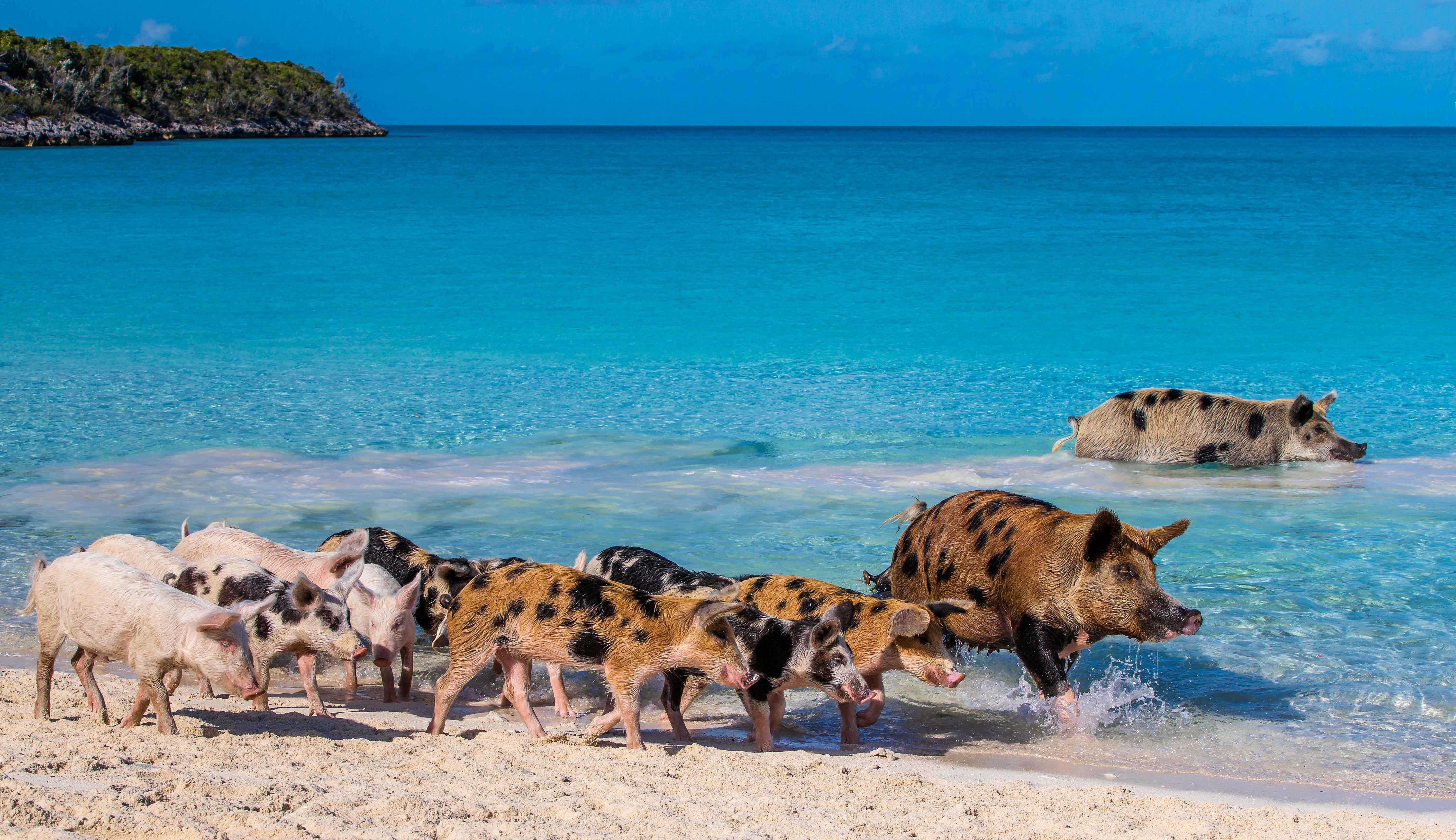 Animals more human. Остров Биг Мэйджор Кэй Багамские острова. Пиг-Бич Багамские острова. Биг Мэйджор Кэй, Багамы. Остров Пиг Бич Багамы.