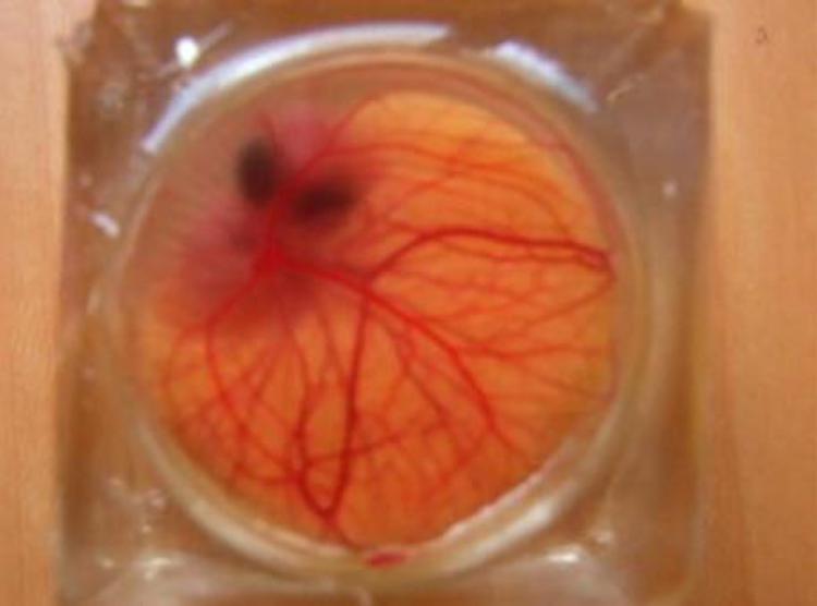 Ricerca: embrione di pollo su chip, creato in Cina mini-guscio trasparente