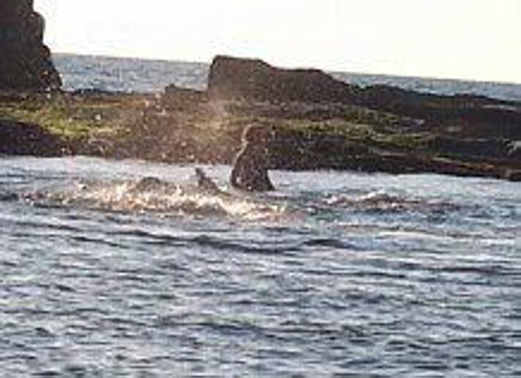 Animali: salva in mare balena spiaggiata, ho rischiato la vita ma lo rifarei