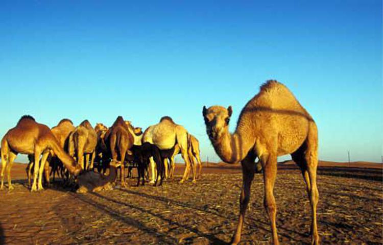 A.Saudita: ministero, 90% cammelli portatore virus Mers