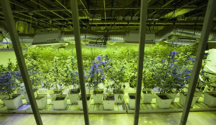 Coltivazioni di marijuana a Denver (Foto Infophoto) 