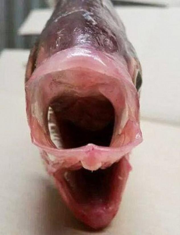 A string of rare and freakish fish have been emerging from Australian seas of late. In the wake of the discovery of Goblin shark in New South Wales and prehistoric frill shark in Victoria, another rare and unusual fish has been uncovered in South Australia. On Monday afternoon, Garry Warrick, a Riverland fisherman was taken aback when he netted a bony bream with two mouths. Garry had never seen one in 30 years of fishing in the area. PHOTOGRAPH PROVIDED BY IBERPRESS +39-3428017058 http://www.iber-press.com/ nimarafat@me.com