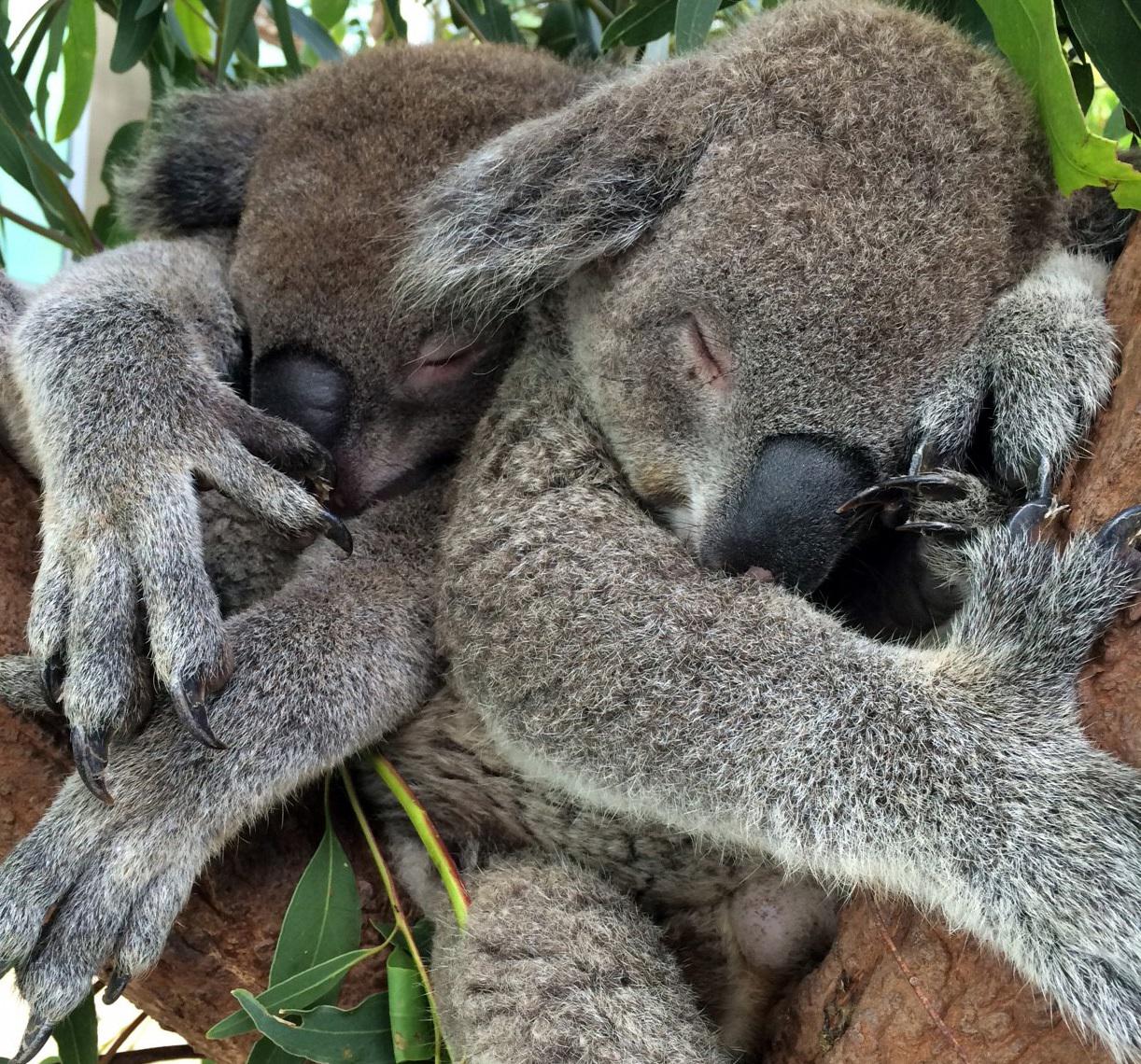 Сколько спят коалы. Зоопарк Таронга коалы. Коала гнездо. Коала самец.