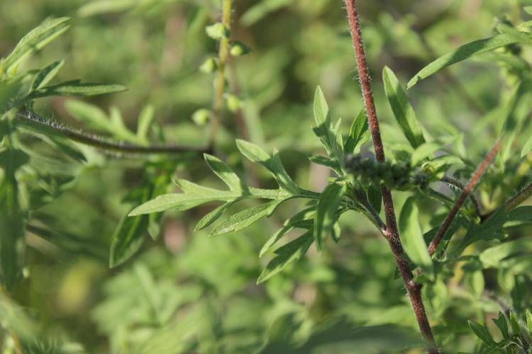 Primavera: dura vita per gli allergici, a complicarla i cambiamenti climatici/Focus