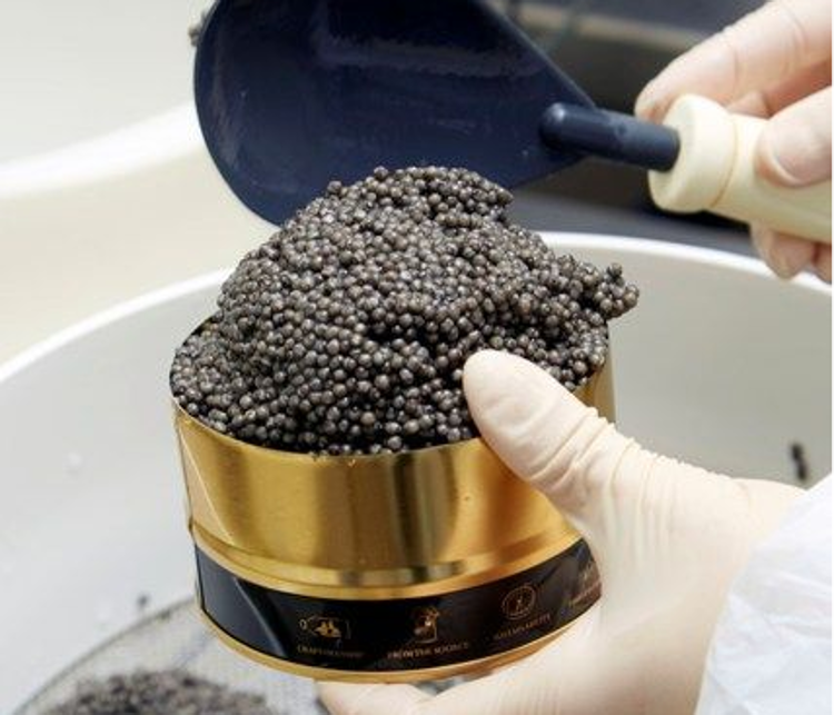 Alimenti: Calvisius Caviar estrae caviale Beluga da storioni nel bresciano
