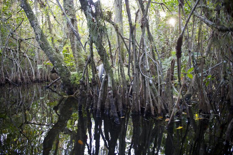 Le Everglades in Florida (Foto Xinhua) 