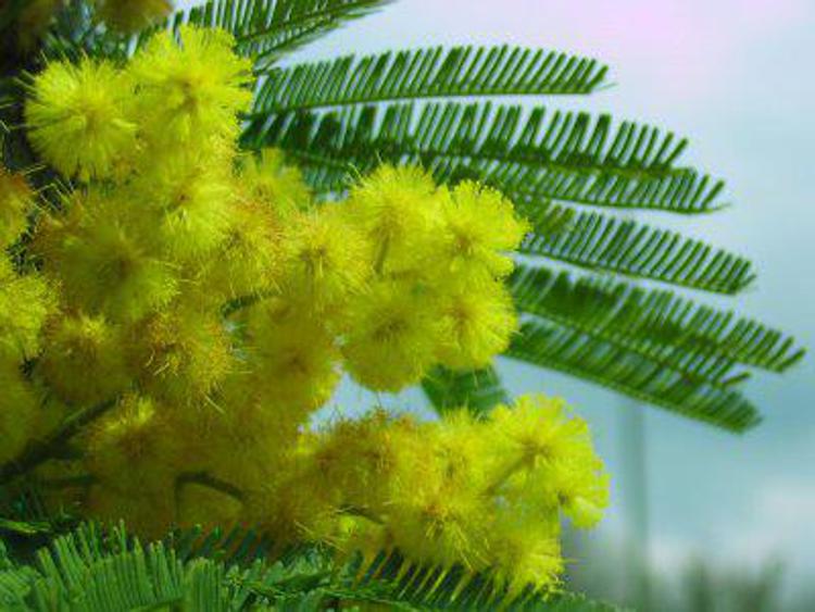 8 marzo: Ismea, grande richiesta di mimose per Festa della donna