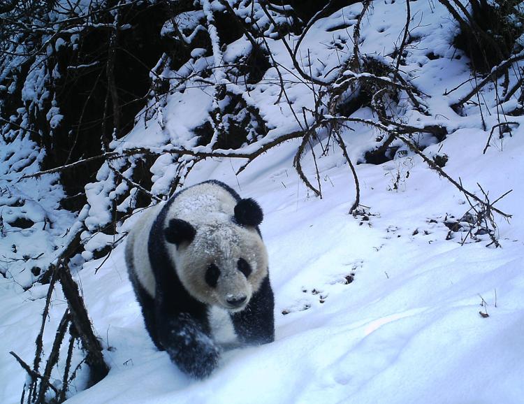 Un panda nella Riserva naturale di Wolong, Cina. Immagine della Michigan State University
