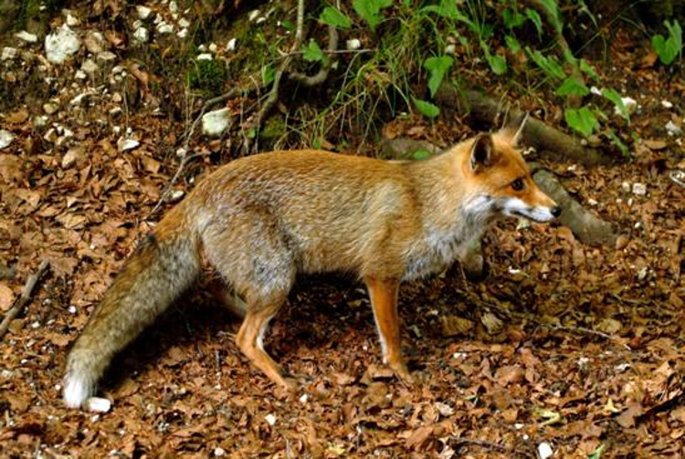 Animali: 10 volpi morte nel parco d’Abruzzo, sospetto avvelenamento