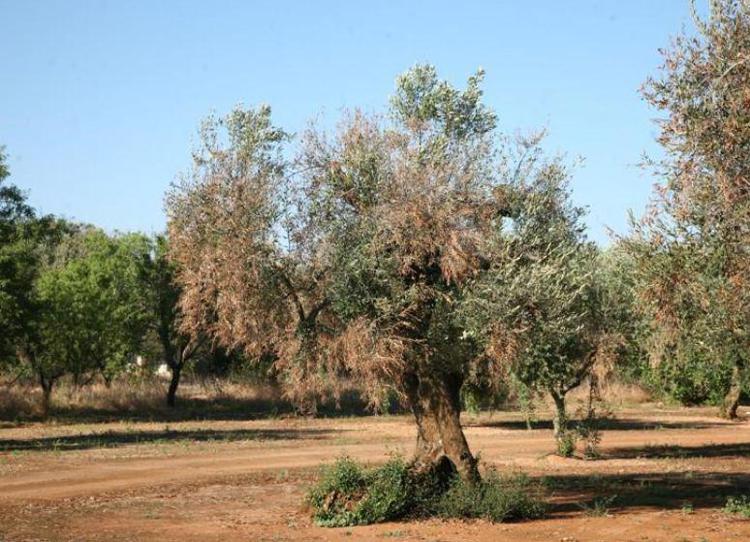 Xylella, olivicoltori Salento piegati da divieti. Presto ricorso a Corte europea