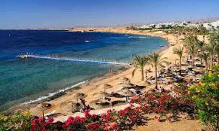Tourism to Egypt almost halved