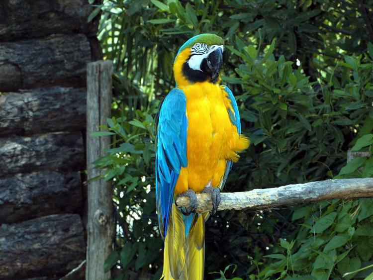 Un pappagallo (Infophoto) - INFOPHOTO