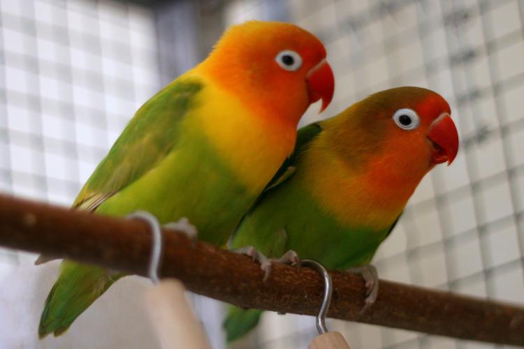 Animali: cani che abbaiano e pappagalli che insultano vicini, 32.000 liti nel 2014