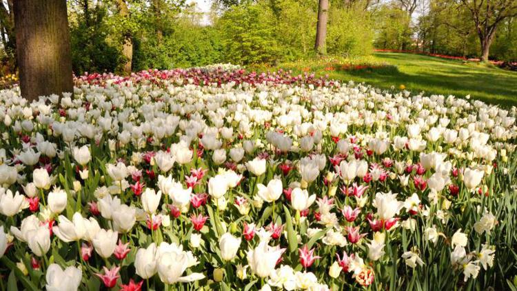 “Messer Tulipano”, il fiore è protagonista indiscusso al Castello di Pralormo