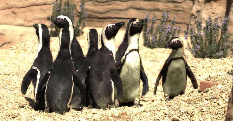 Roma: pinguini africani nuovi ospiti a Zoomarine